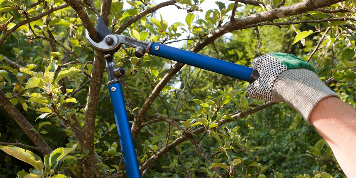 Tree Pruning Lebanon