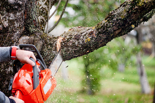 Lebanon Tree Service